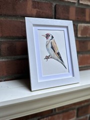 Goldfinch. Print of an original watercolor. 5×7″ with white mat 8×10″ framed