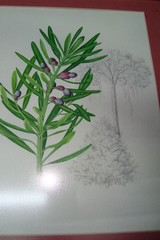G Gillian Condy Botanical Water color painting Art work Yellow wood tree + Book