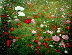 Floral & Gardens Oil Painting – Field of Flowers- size 36″x28″