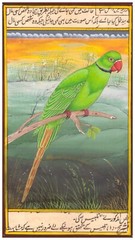 Mughal Miniature Painting Of Beautiful Parrot Birds Art On Paper 6×9.5 Inches