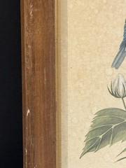 Vintage Art LaMay Bird Prints – Set of 2 Framed Wall Art (Bluebird & Goldfinch)