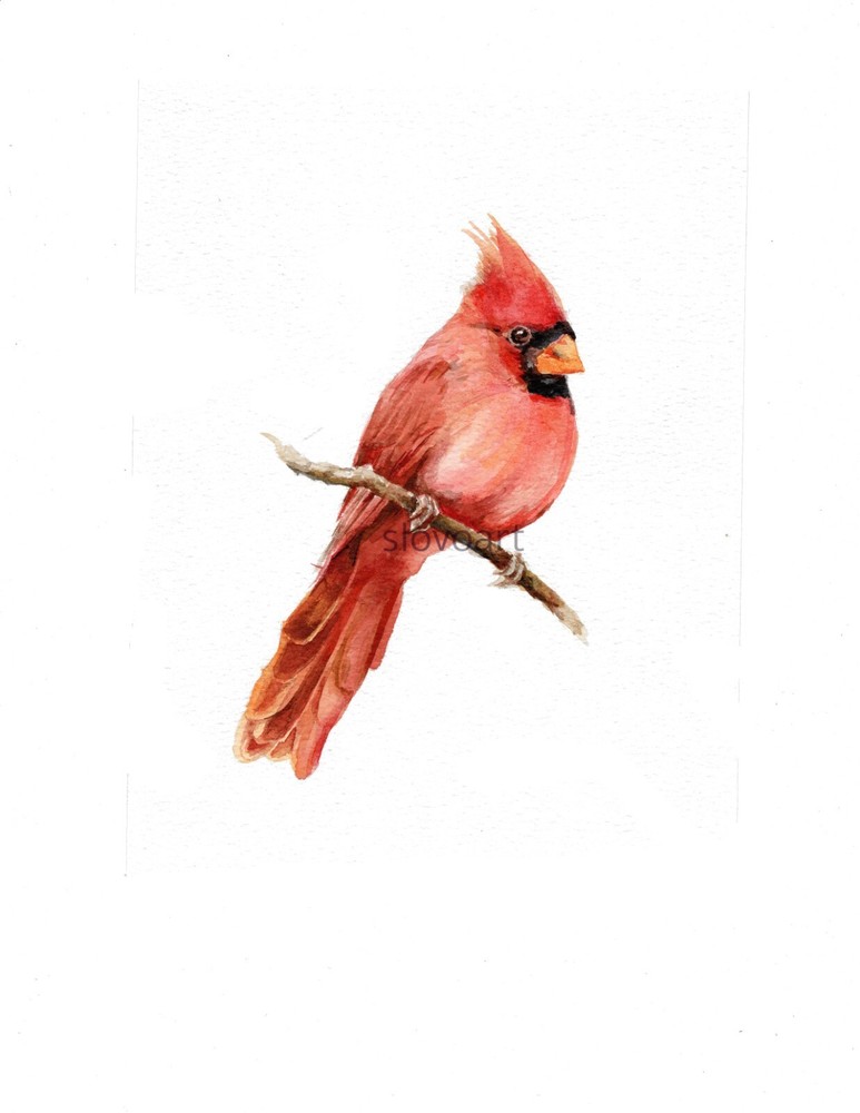 Red Cardinal. Print of an original watercolor painting. 5×7″with white mat 8×10″