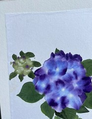 Original Sumi Ink Watercolor Painting Hortensia Artist Seal With Signature