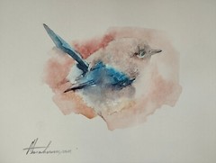 Fairy Wren, Birds, Watercolor artwork, Handmade, Original painting on paper
