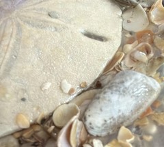 Original Art Mini Sand dollar/Shell Resin #resin Mini-Shell ocean