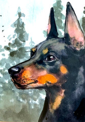 Original Doberman Dog ACEO Watercolor Painting Pet Portrait OOAK Mini Art