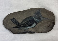 Belted Kingfisher Painted On Rock