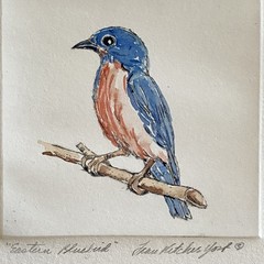 Original Eastern Bluebird Bird Watercolor Painting Fran Ritchie Yost