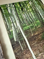 VTG Wood Frame Brown/Green Tones Forest White Birch Tree Picture/Rustic Woods