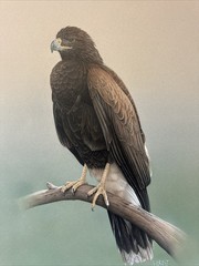 REALIST PAINTING EAGLE BIRD REALISM LARRY HUNT EXHIBITED NATURE WESTERN ARTIST