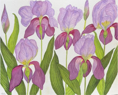 PAINTING WATERCOLOR 11X14 AND MAT 16X20 FLOWER IRIS LAVENDER PURPLE ORIGINAL ART