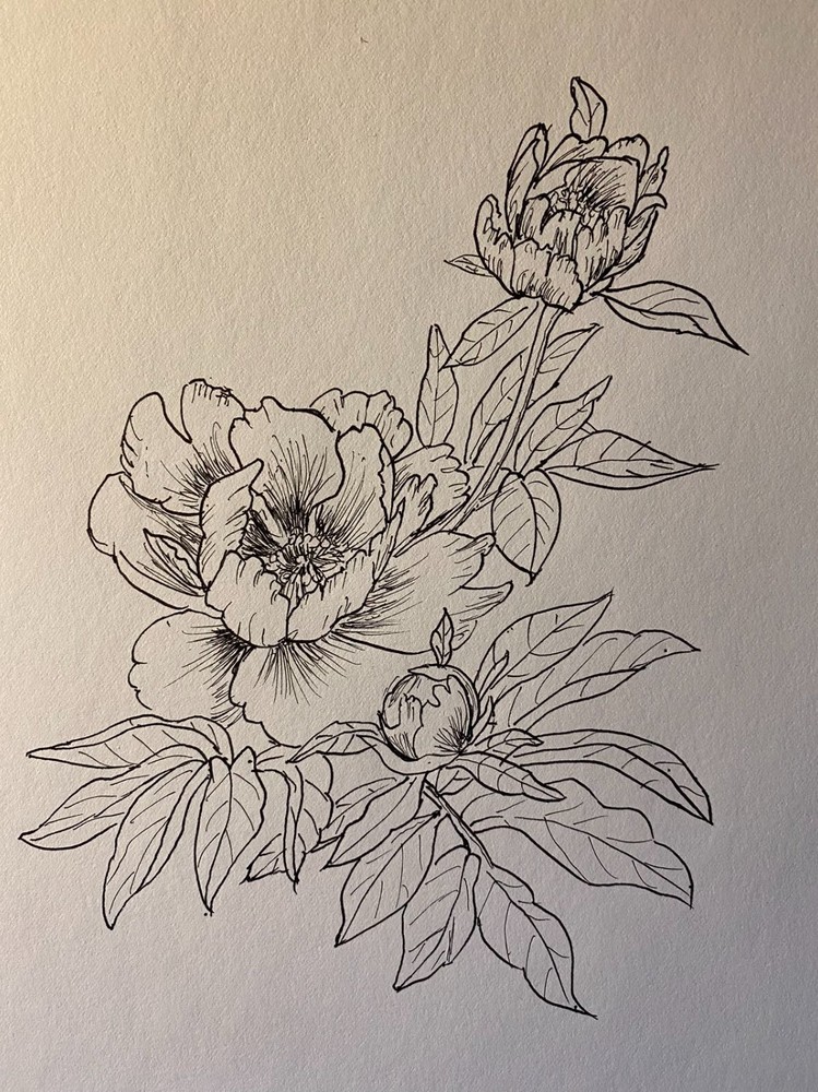 Pen and Ink Drawing Flowers on Canson Mix Media Paper 9×12″