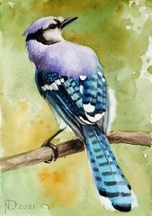 Blue Jay Bird Original Watercolor Painting Wildlife Art Artist Signed OOAK