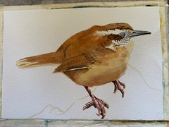 Original watercolor Carolina Wren painting bird art nature decor birding animals
