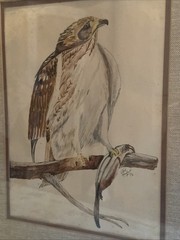 Vtg Bird Art Painting American Hawk Signed Neil Parchall 1976 Framed