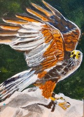 Original Miniature Painting ACEO Bird Wild Harris Hawk with Wings Up