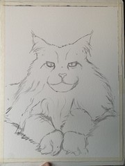 Gray Maine Coon Cat painting Made to order Original watercolor cute pet portrait
