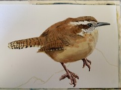 Original watercolor Carolina Wren painting bird art nature decor birding animals