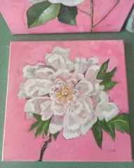 Original Oil Painting White Peony Flower Coral Pink 12×12″ Square Canvas Signed