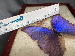 Vntg 1950’s Real Iridescent Blue Morpho Diedus Butterfly Original Bamboo Frame