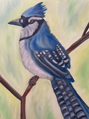 Original oil painting 11 x 14 inches gorgeous colorful blue jay bird