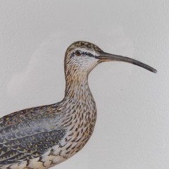 Roy Legaux Sr. Original Watercolor Painting Whimbrel Shorebird 22.5″x30″ VGC