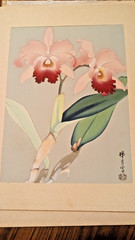 Orchids Woodcut Zuigetsu Ikeda Japanese Framed Matted 1940s Floral VTG