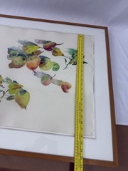 Bernard Chaet -“Pears” August 1981 Framed watercolor-graphite on paper