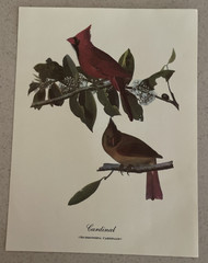 18 Best Loved Bird Paintings Prints By Audubon In Original Envelope – Missing 1