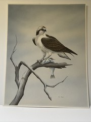 Dave Chapple Painting Bird Fish Realistic Original Large Famous Vintage Listed