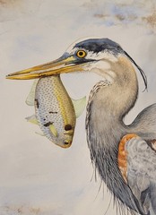 Realism Watercolor Painting of Heron and Fish on Paper, Nature Wildlife Art