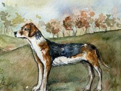 Original Watercolor Painting Foxhound / Harrier 8”x10” Dog Portrait
