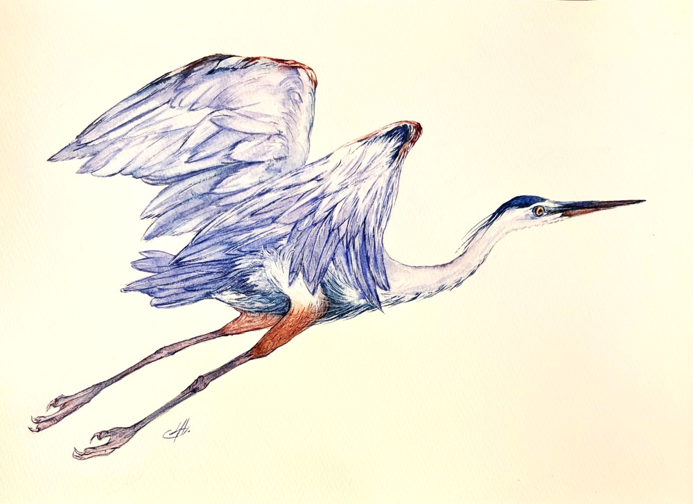Original Great Blue Heron Watercolor Painting Bird in Flight 10×14 Signed