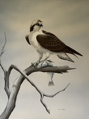 Dave Chapple Painting Bird Fish Realistic Original Large Famous Vintage Listed