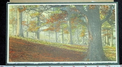 Antique Panoramic Watercolor Painting Autumn Forest Oak Trees Misty unsigned