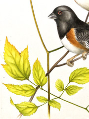 Original Bird Art Painting – Towhee Pair by Fritz Hilton, Signed, c1970’s