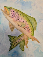 Watercolor Painting Rainbow Trout in Water
