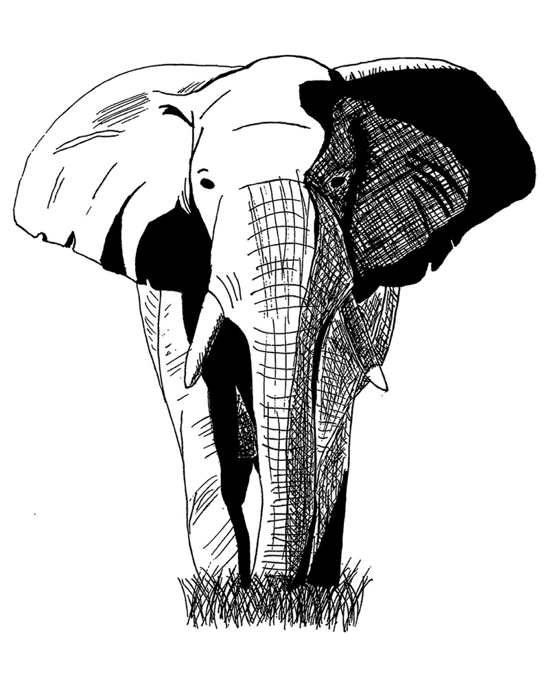 African Elephant Wildlife Art Original India Ink on Paper 8×10 inch PRINT
