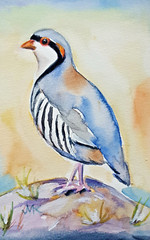 Chukarhuhn Keklik Partridge Original Watercolor Wild Bird Hunting by Artist