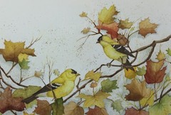 Marisa Baron Goldfinch Birds & Autumn leaves, watercolor painting Indiana artist