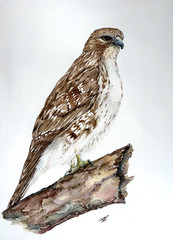 Golden Hawk – Original Watercolor Painting 12×16 Signed Liz Altin