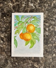 ACEO ORIGINAL | Watercolor Oranges | Art Card | Brwnbird Studio | 2.5” X 3.5”