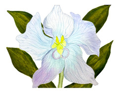 PAINTING WATERCOLOR ART ORCHID FLOWER BLUE PURPLE 11×14 AND BLACK MAT 16X 20