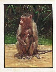 Handmade Ape Art Painting Of Monkey With His Baby Fine Art On Silk 12×15 Inches