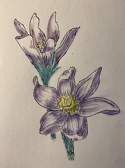 Pen and Ink Drawing with Pastels for Flowers on Canson Mix Media Paper 9×12″