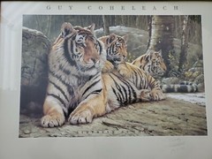 „Siberian Summer“ Guy Coheleach framed painting 25 1/2 x 18 3/4 SIGNED