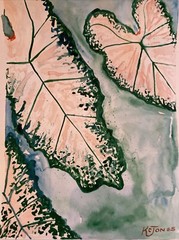 CALADIUMS | Pink Plant Painting Watercolor art K C Jones Garden Botanical