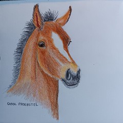 original drawing colored pencil horse colt wildlife mustang Carol Proebstel