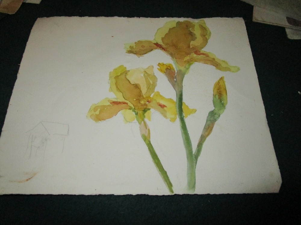 Original Watercolor By Peg Humphreys, Yellow Iris 11″ x 13.75″ or 11″ x 10.5″