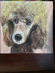 New York City Dog Poodle Oil Pastel Portrait Impressionist Art 6”x6”